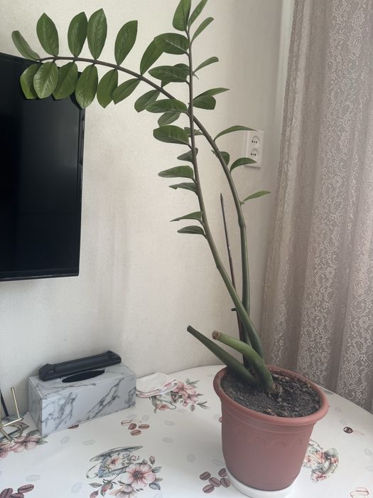 Продам доллоровое дерево