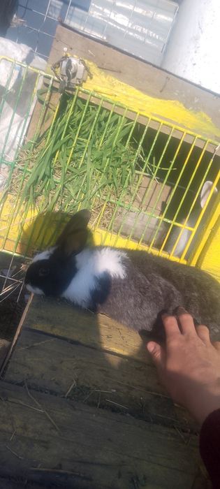 Femeluța hycole francez