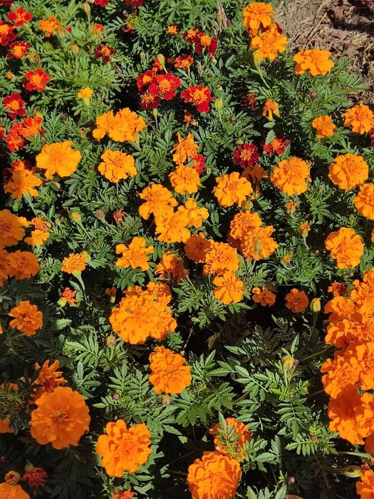 Местные  саженцы