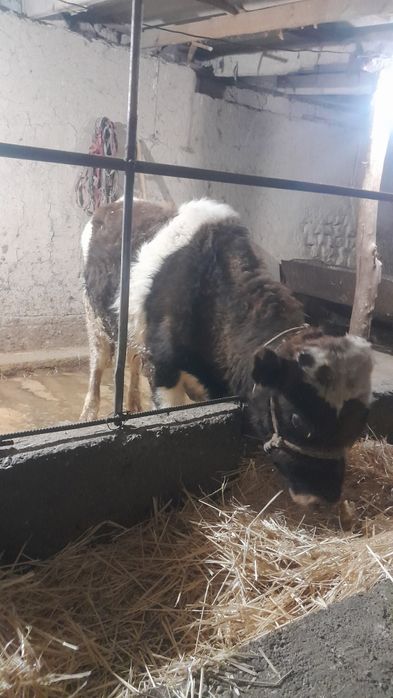 Өгіз сатылады еркек