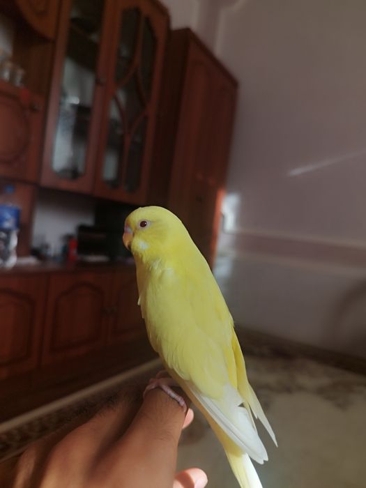 To’tiqush ( волнистый попугай)