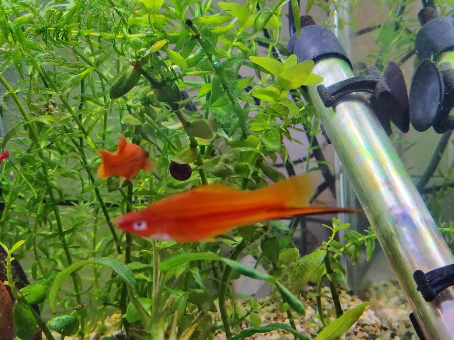 Ederia densa și iarba de guppy plante pentru acvari pești de acvariu tropicalii