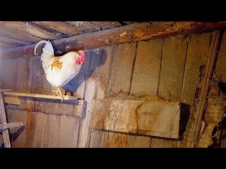 Петухи домашние.