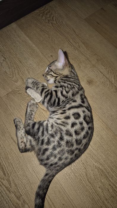 Бенгальские котята