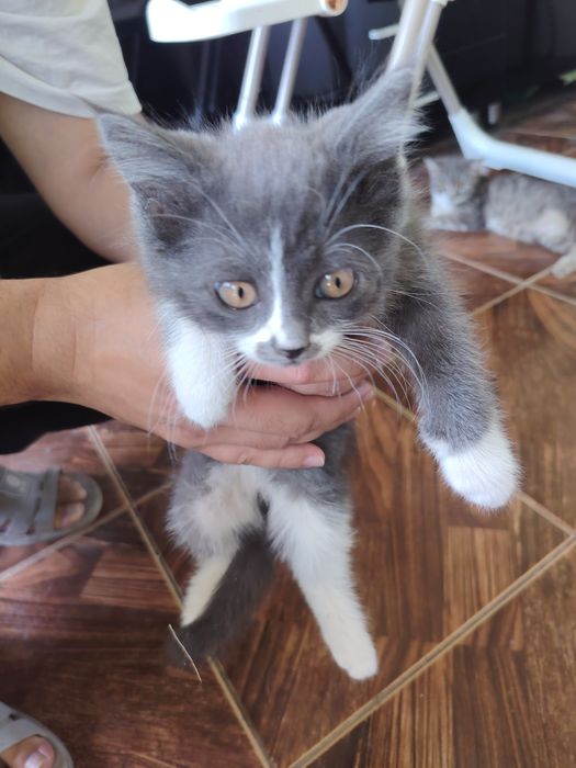 Отдам в хорошие руки котёнка