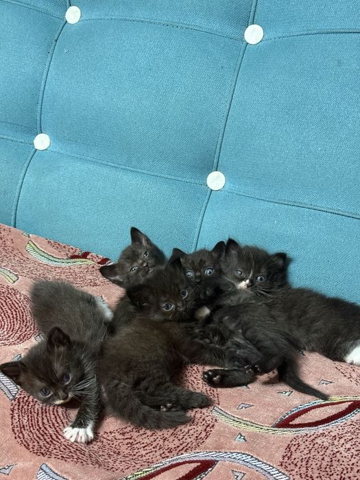 Отдам котёнка/кошечку