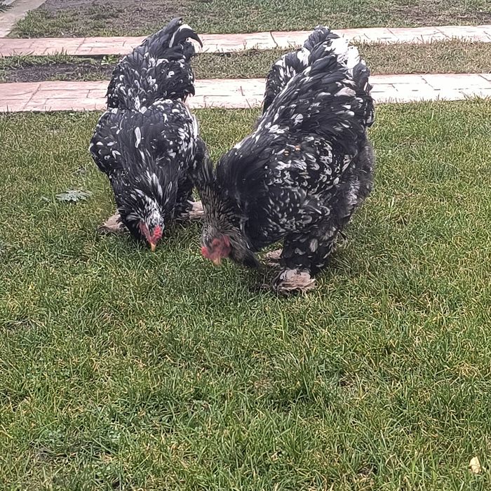 Cocoși brahma bombat