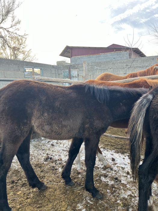 Жабагы тайлар сатылады еркек