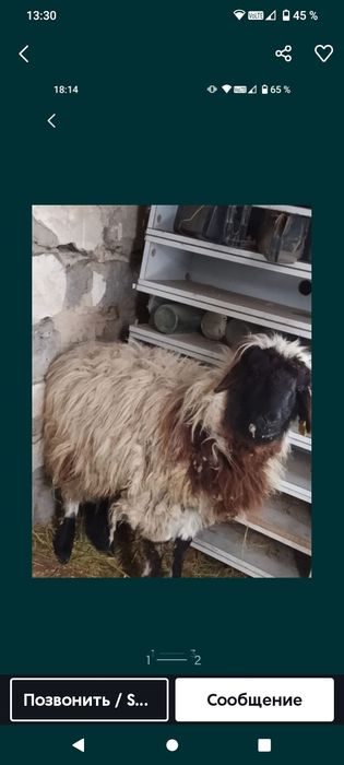 Продам баран овца
