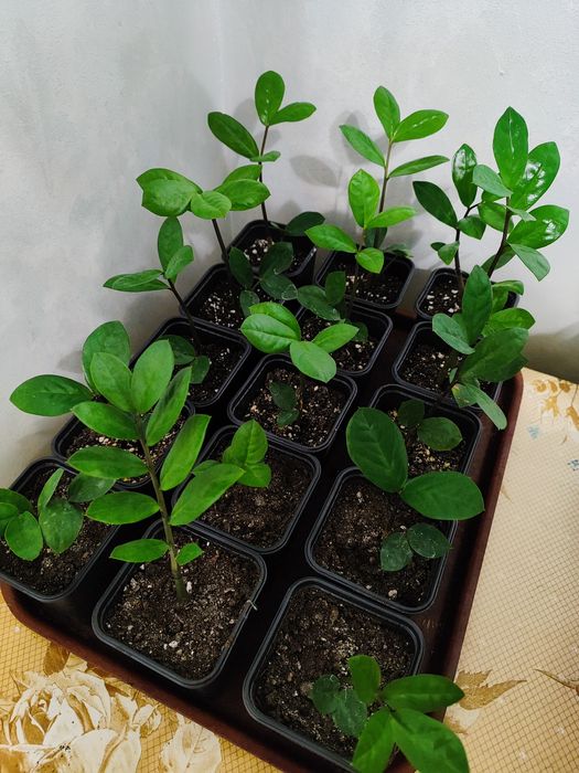 красивые замиакулькасы