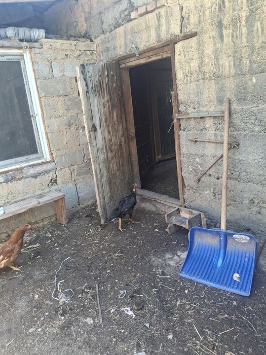 Продам 3 курицы даканки