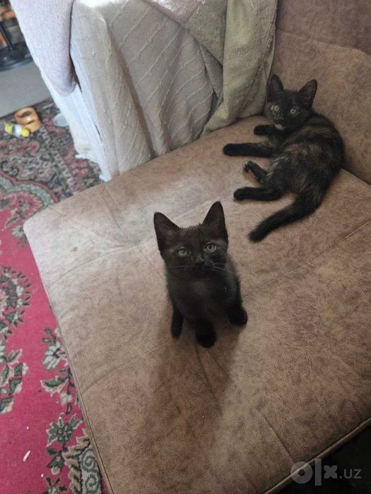 Отдам пару милых котят