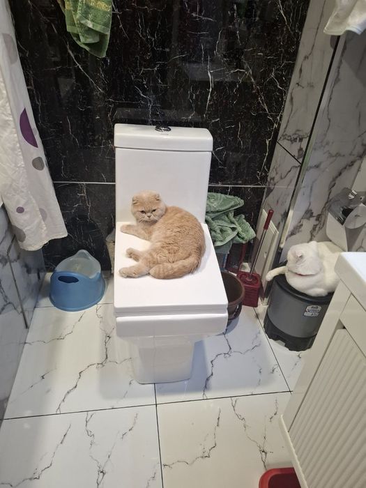 Васька ждет кошек для вязки.