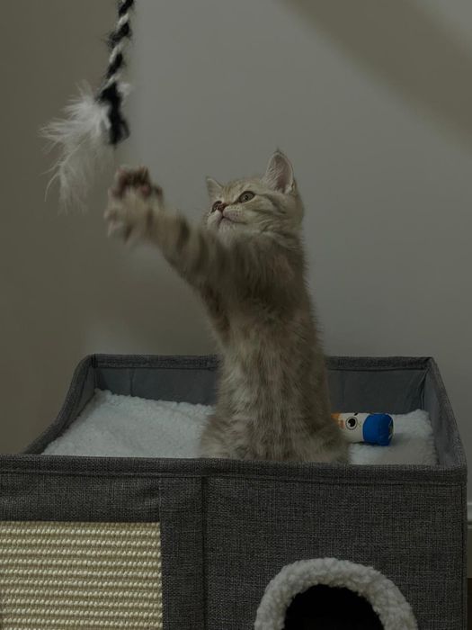 Продам котенка шотландец