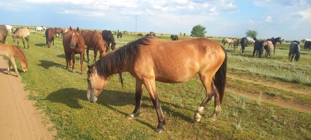 Биелер сатылады