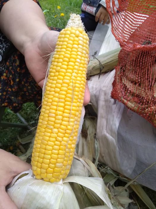 Кукуруза  замороженные