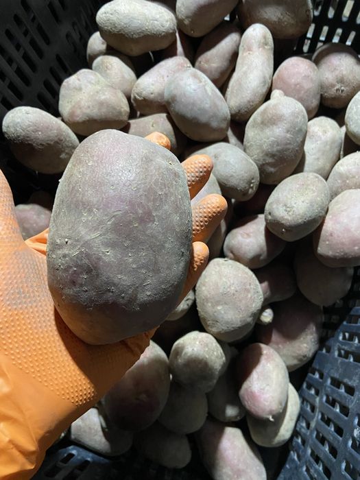 Cartofi consum calibru mare