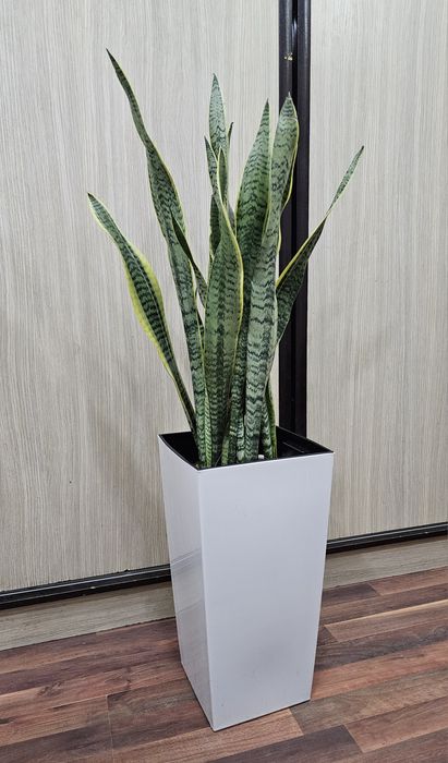 Бонсай, Сансевиерия, Замиокулькас