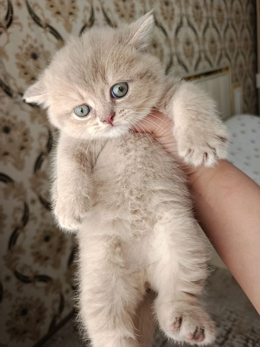 Britan galuboy shinshila