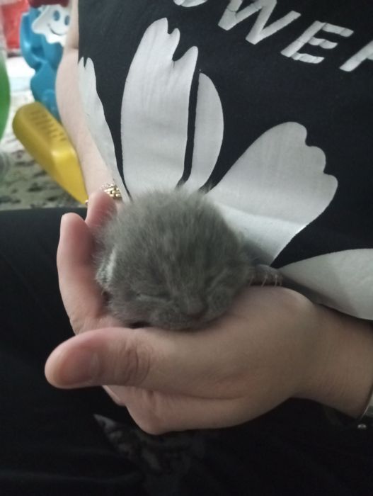 Продаются шотландские милые котята