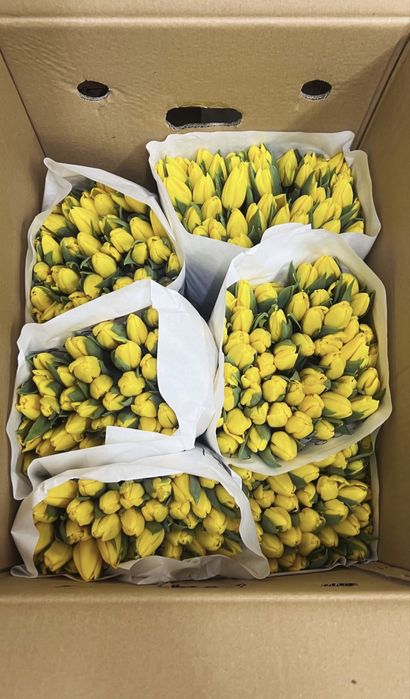 Свежие тюльпаны в Алматы