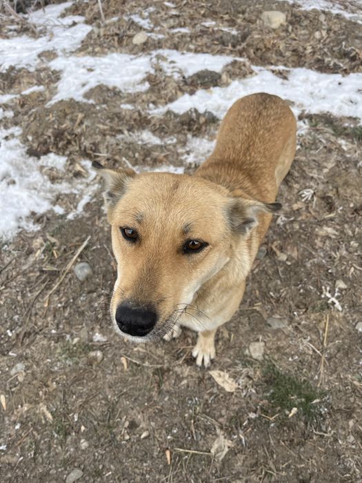 Отдам щенков. Помогите пожалуйста.