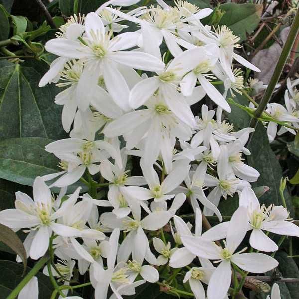 Клематис - Вечнозелен Цвят - Бял И розов