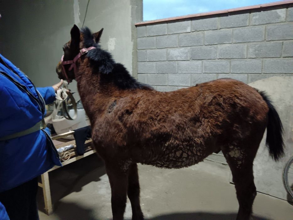 Toy 8 oylik qorabayr