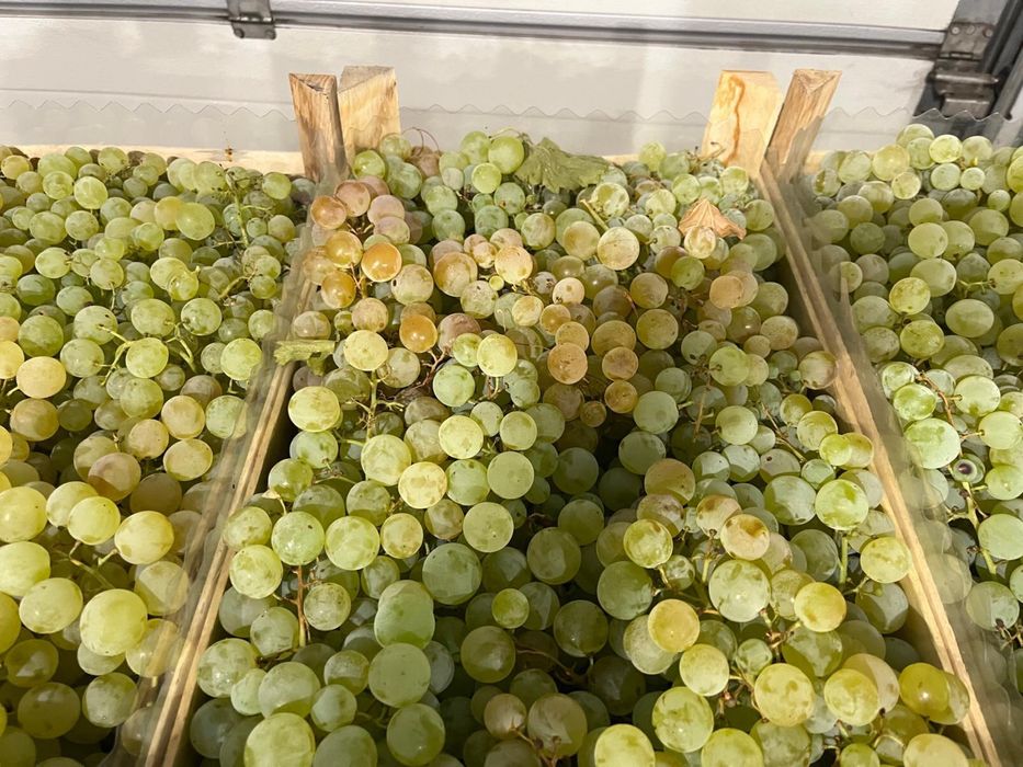 Struguri pentru Procesat