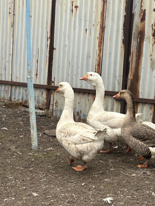 Срочно продам гусей