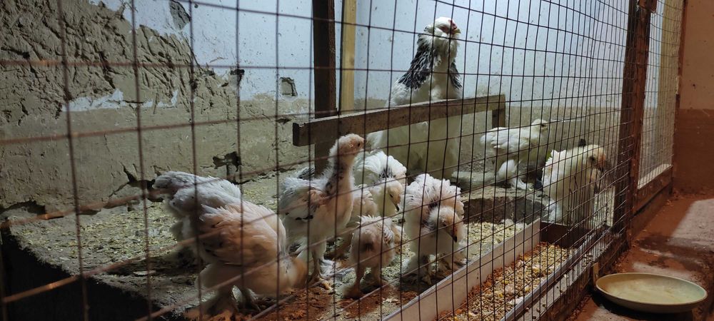 Brama светлый гибрид