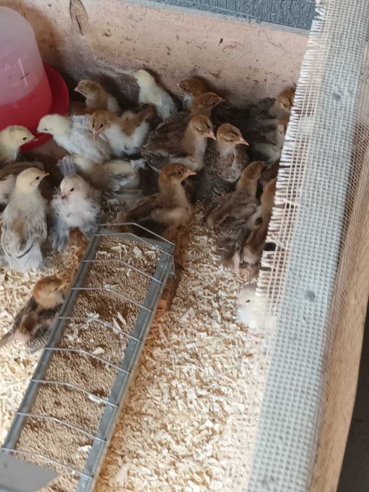Brahma si cochinchina pui disponibili