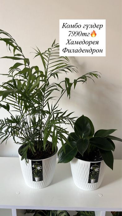 Комнатные цветы, бөлме гүлдері