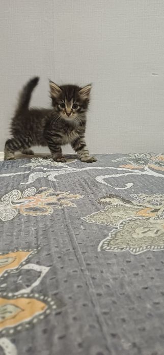 Котенок отдадим даром