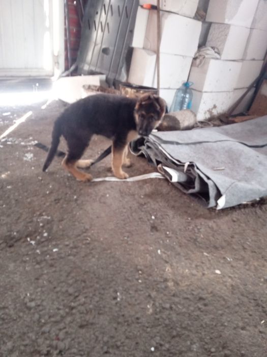 Неміс сатлады личка