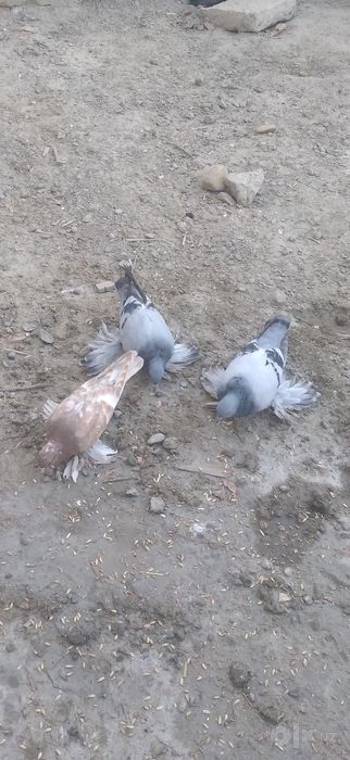 Kabutar sotiladi