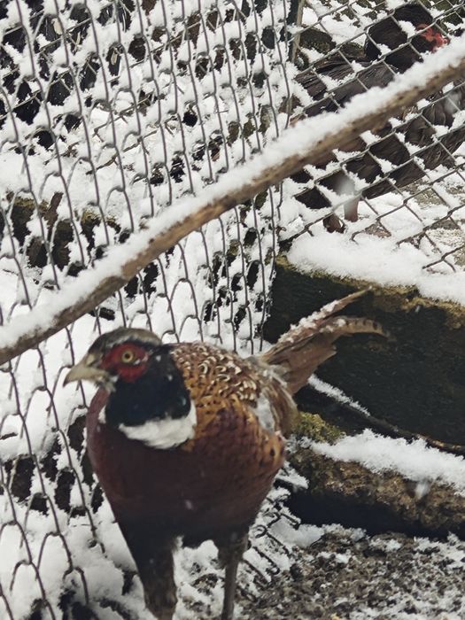 Токачки,Фазани,Петли,,японски кокошки,мускусни неми патици
