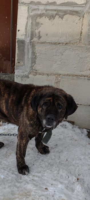 Пристраиваеися Мастиф