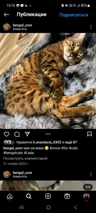 ПРОПАЛ КОТ породы бенгал