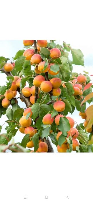 Продам саженцы оптом