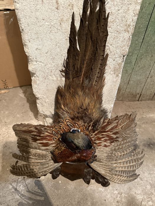 Продавам препариран фазан