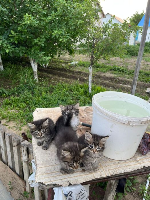Отдам в добрые руки
