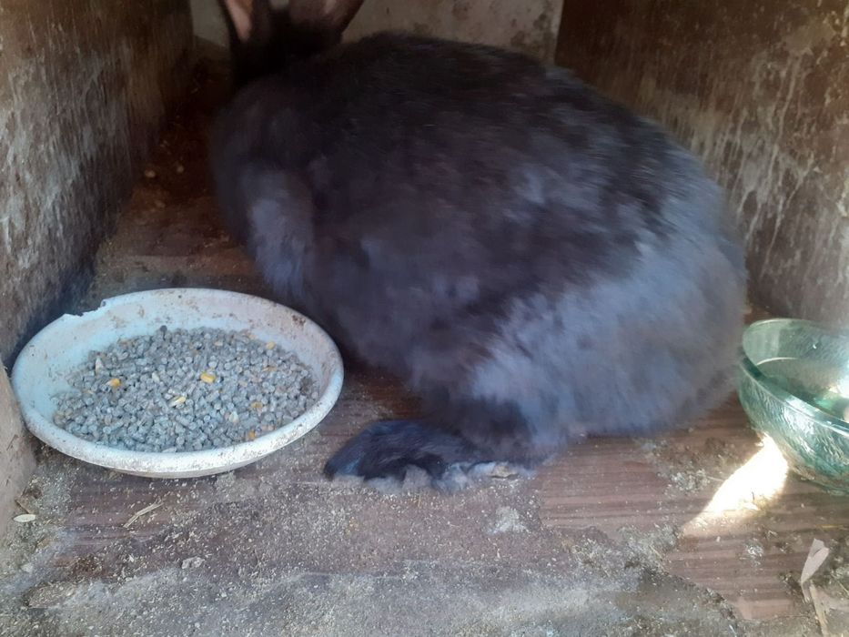 Зайци за продажба