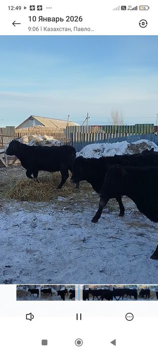 Продам тёлок Абердин Ангусы годовалые