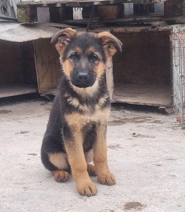 Немска овчарка!!!