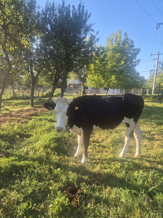 Vând junincă holstein 1 an și 7 luni