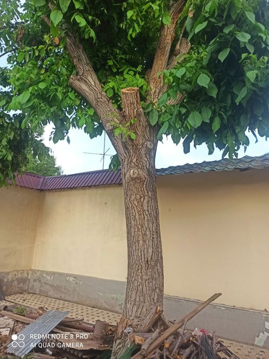 Yongiq daraxti 20 yillik