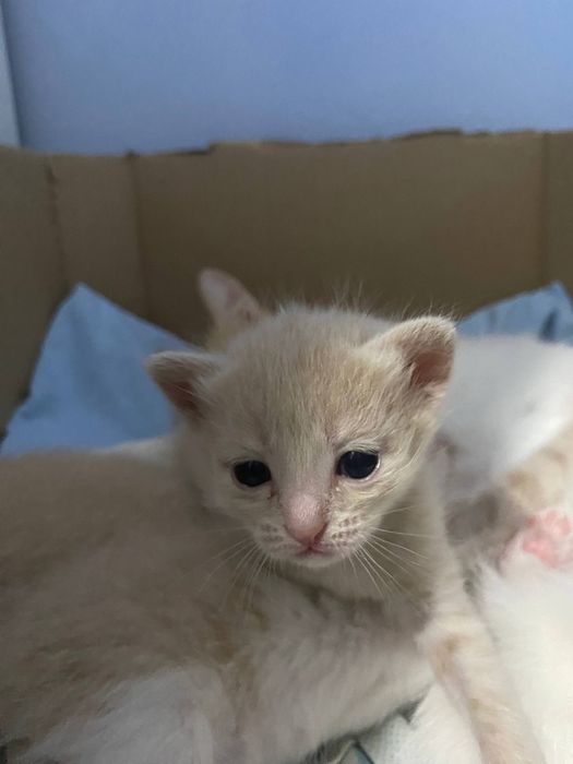 Отдам в добрые руки двух маленьких кошечек