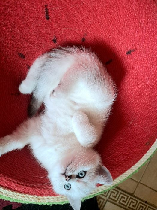 Шотландско котенце
