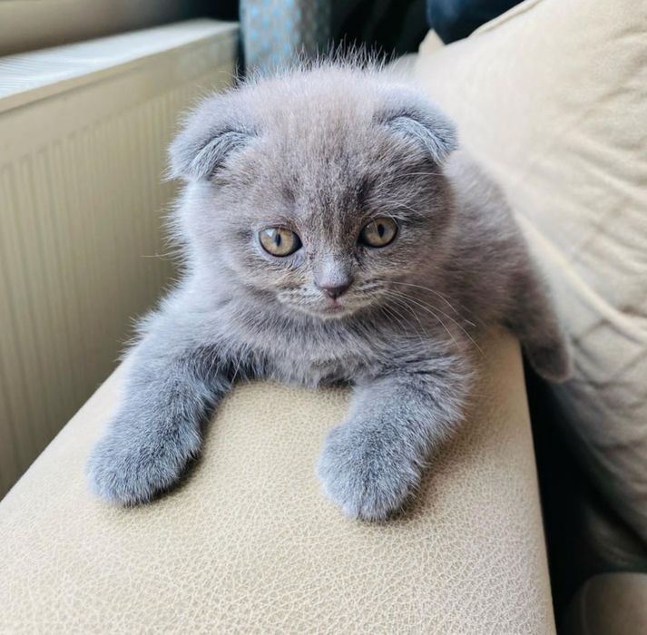 Фолд, страйт малчик и девочка